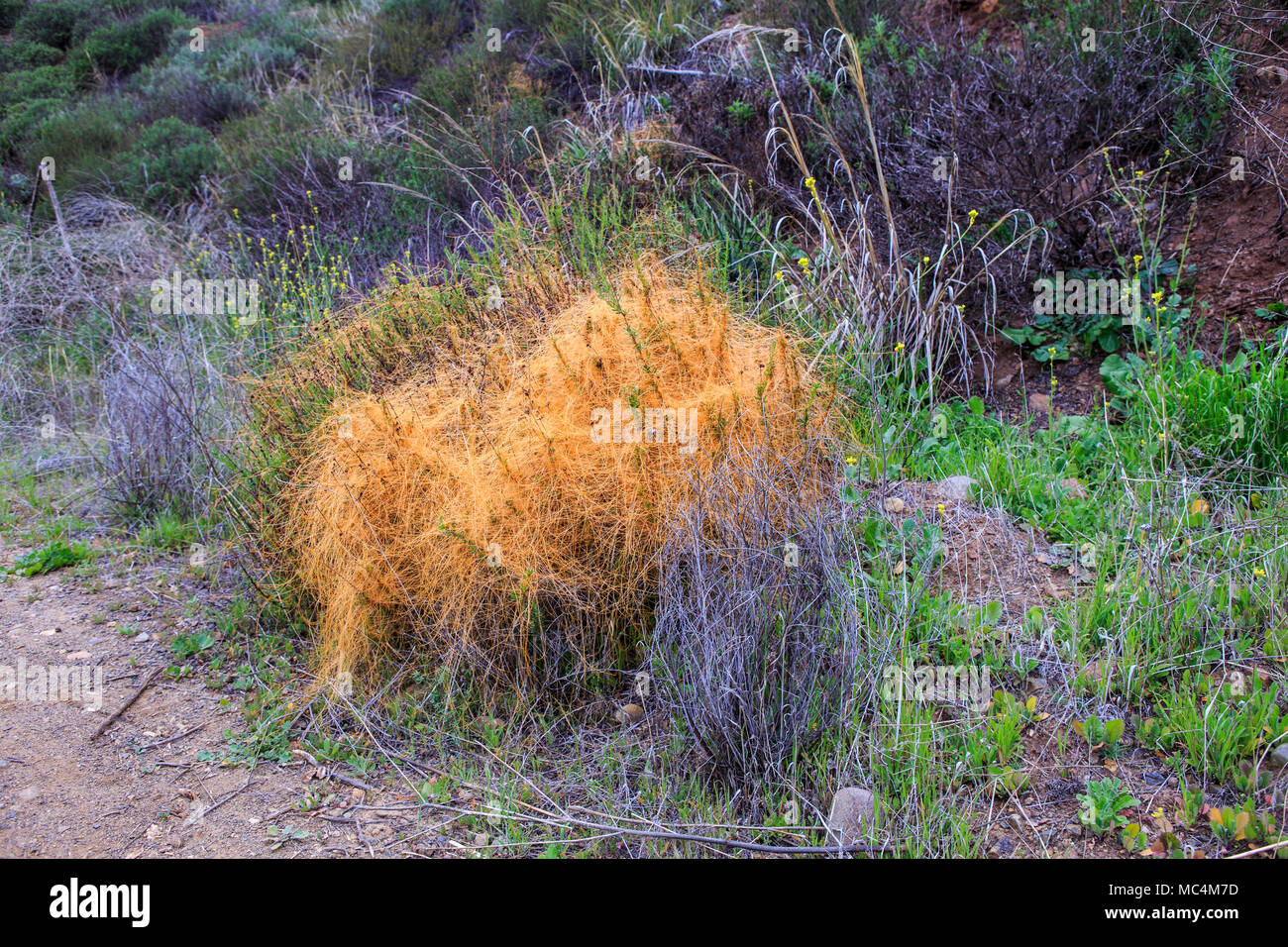 Cuscuta denticulata. La Duder es una vid parasitaria, también conocida como Devil's Hair.The vid tendrils envuelven alrededor de la planta huésped y extraen agua y nutrientes Foto de stock