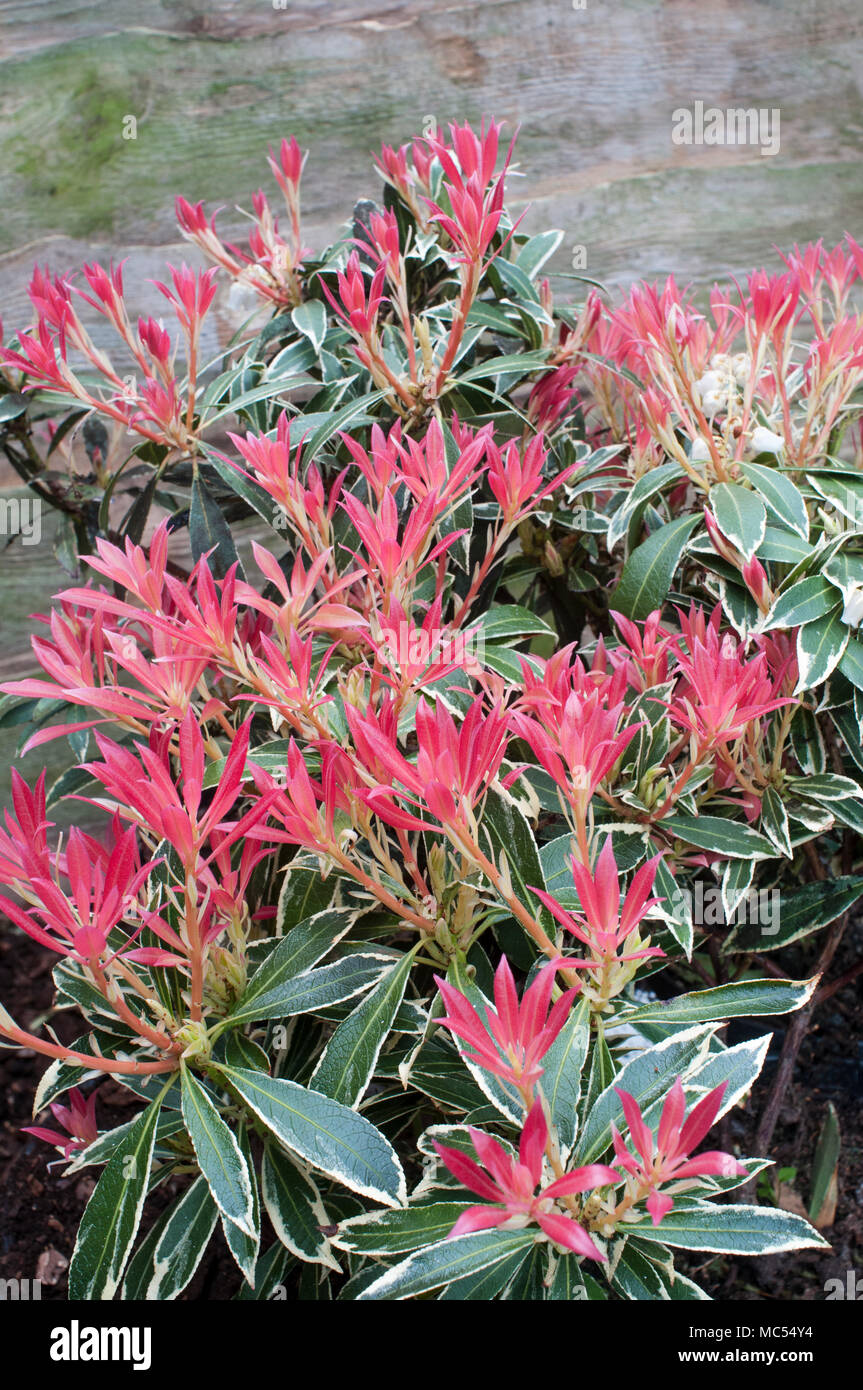 Nuevo follaje rojo joven en Pierris Flaming Silver a mediados o finales de primavera. Growen en suelo ácido es un perenne que es resistente a las heladas. Foto de stock