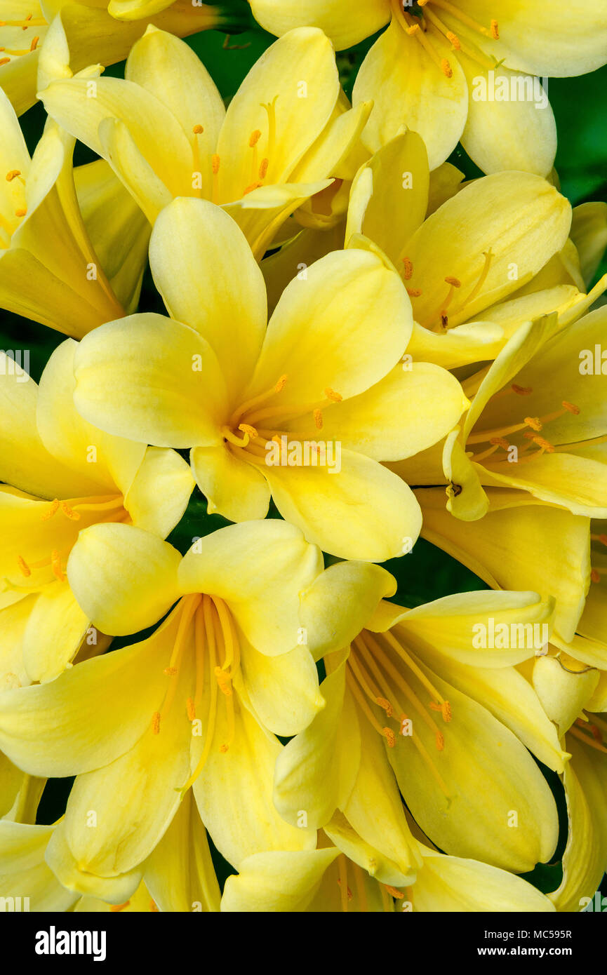 Clivia clivia miniata, Amaryllidaceae, Kaffir, Lily, Cypress Garden, Mill Valley, California. Foto de stock