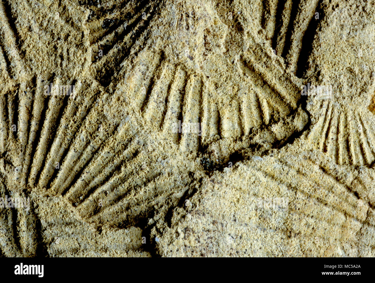 Cadocerus sp., un fósil de ammonites del Jurásico medio (entre 164 - 169 millones de años); Becharof National Wildlife Refuge en la parte superior de Alaska Penins Foto de stock