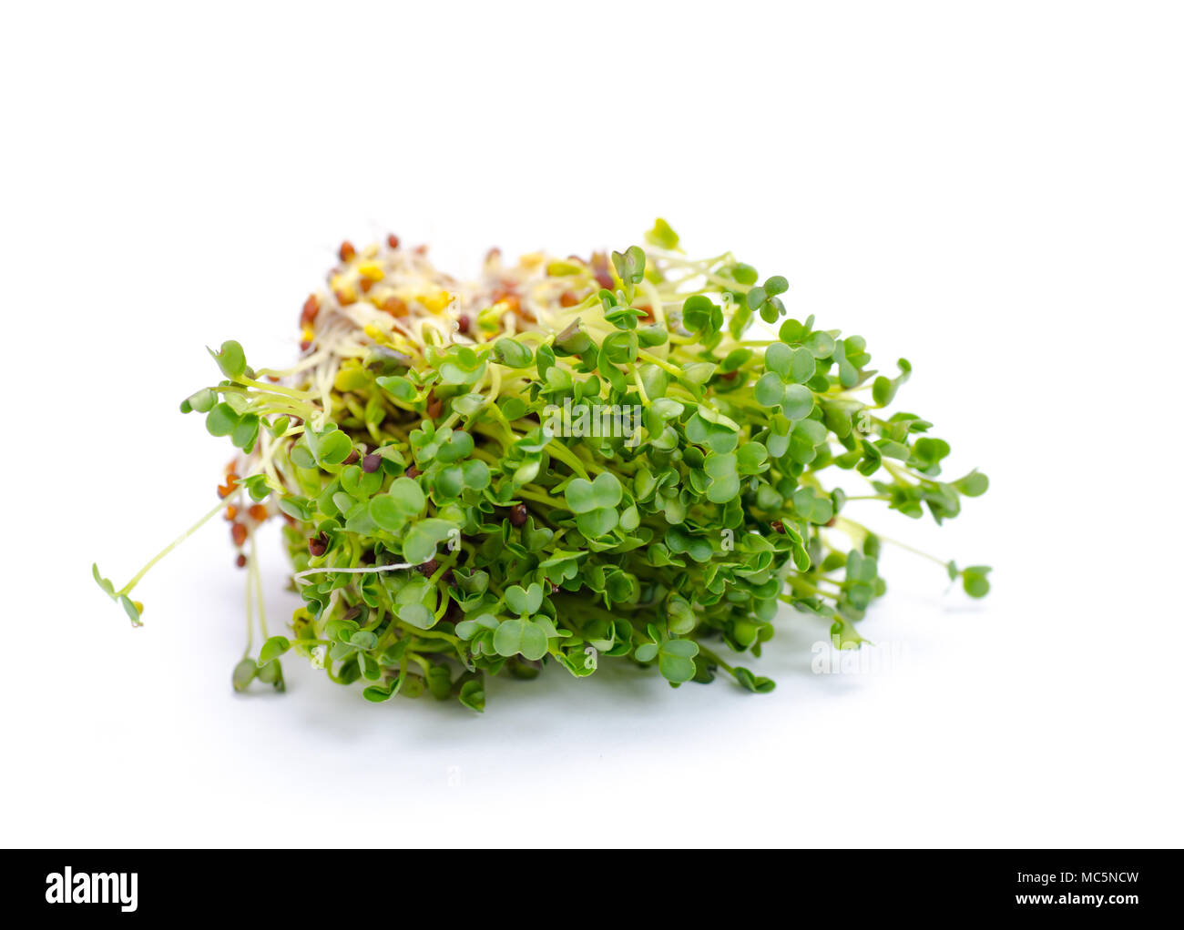 Los brotes de alfalfa sobre fondo blanco. Germinados crudos