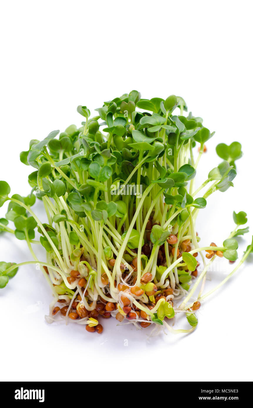Los brotes de alfalfa sobre fondo blanco. Germinados crudos
