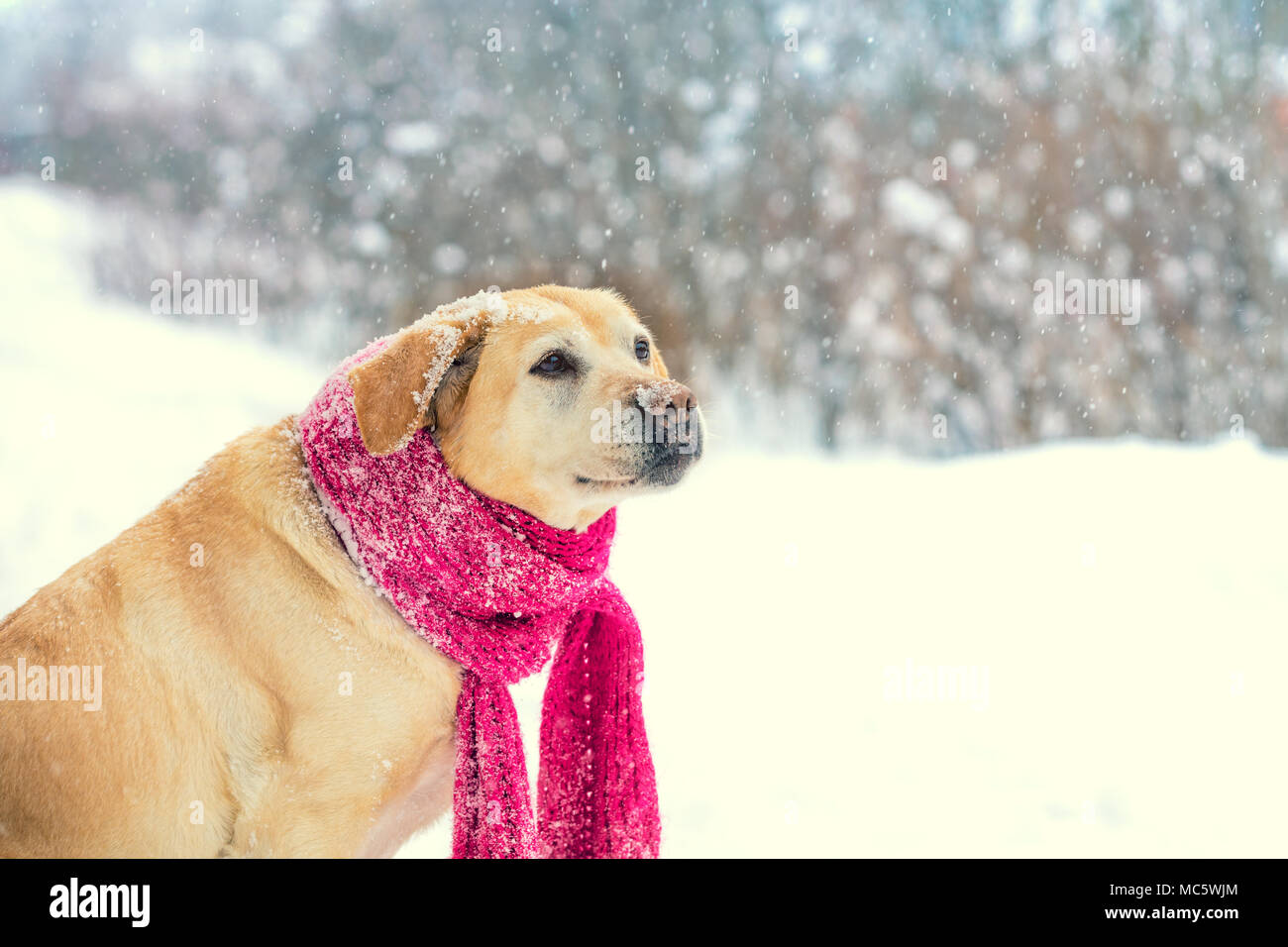 Perro Labrador Retriever, vestido con una bufanda de punto rojo, caminatas  en la nieve Fotografía de stock - Alamy