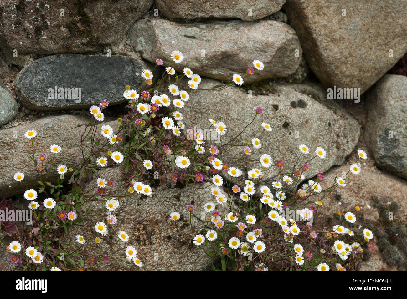 Margaritas en las rocas fotografías e imágenes de alta resolución - Alamy