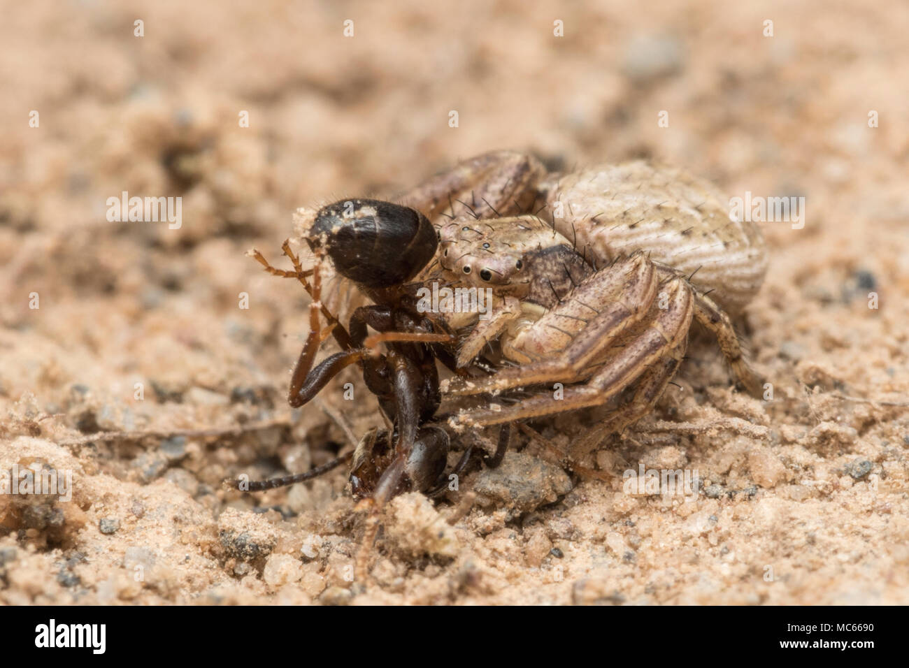 (Araña cangrejo Xysticus sp.), alimentándose de una hormiga. Tipperary, Irlanda Foto de stock