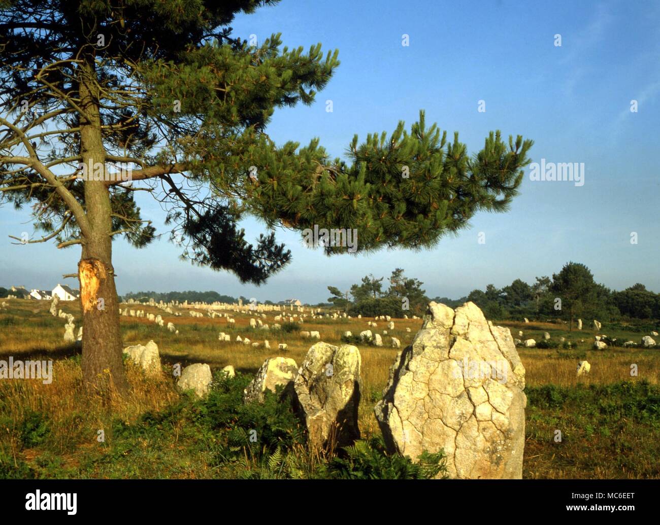 STONES - Uno de los tres principales avenidas de piedra prehistóricos de Carnac, en Francia. Se dice que originalmente había más de 7.000 menhires planteadas en este notable sitio Foto de stock