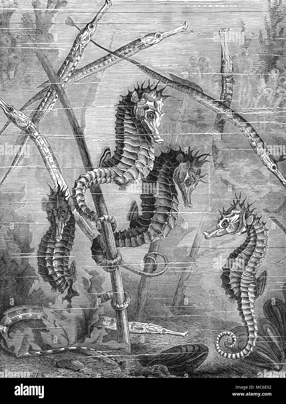 'Monsters monstruos de las Profundidades' - tubo de caballitos de mar y peces. Grabado en madera de circa 1880. Foto de stock
