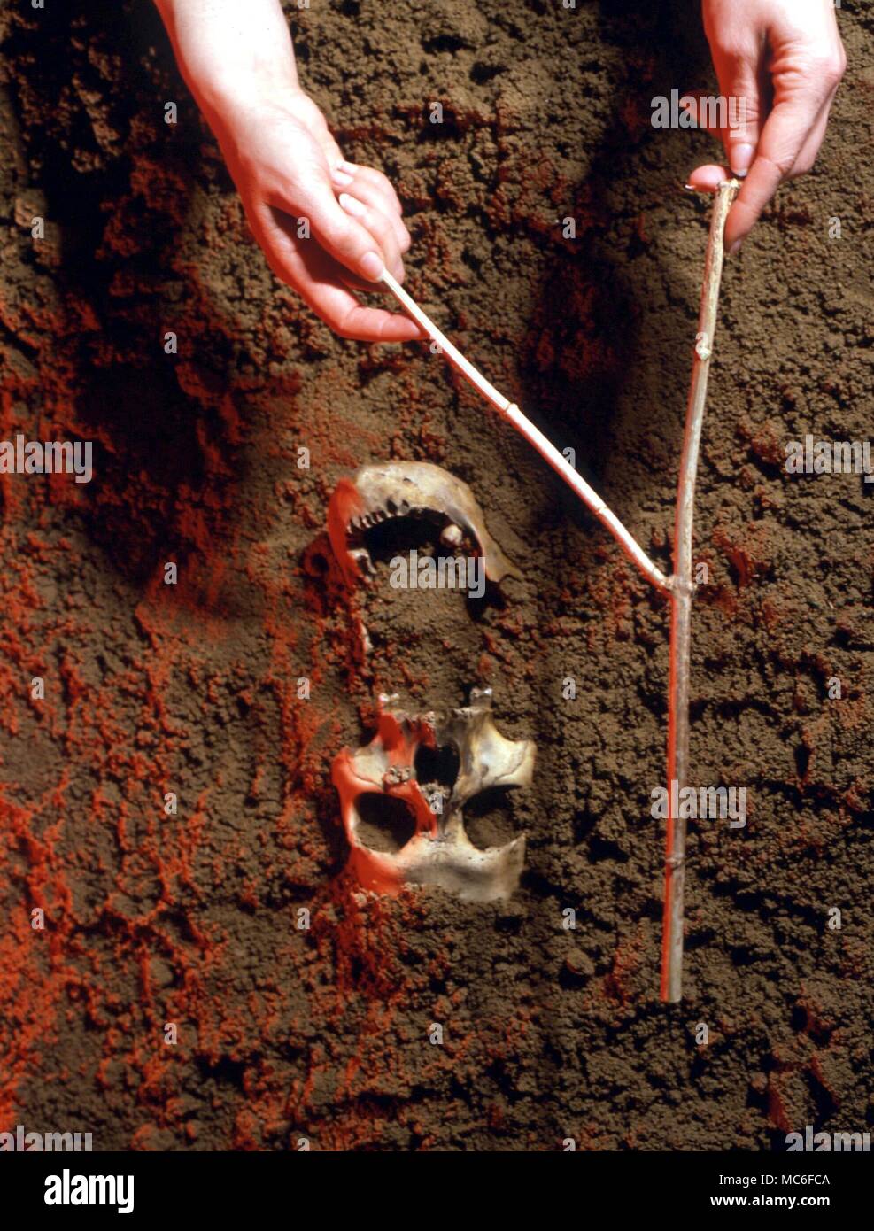 DOWSING dowsing arqueológica, en torno a un cráneo humano en la arena. Dowsing es una técnica útil para determinar la naturaleza de cualquier sub-enterrar en tales casos, antes de la extracción de restos Foto de stock
