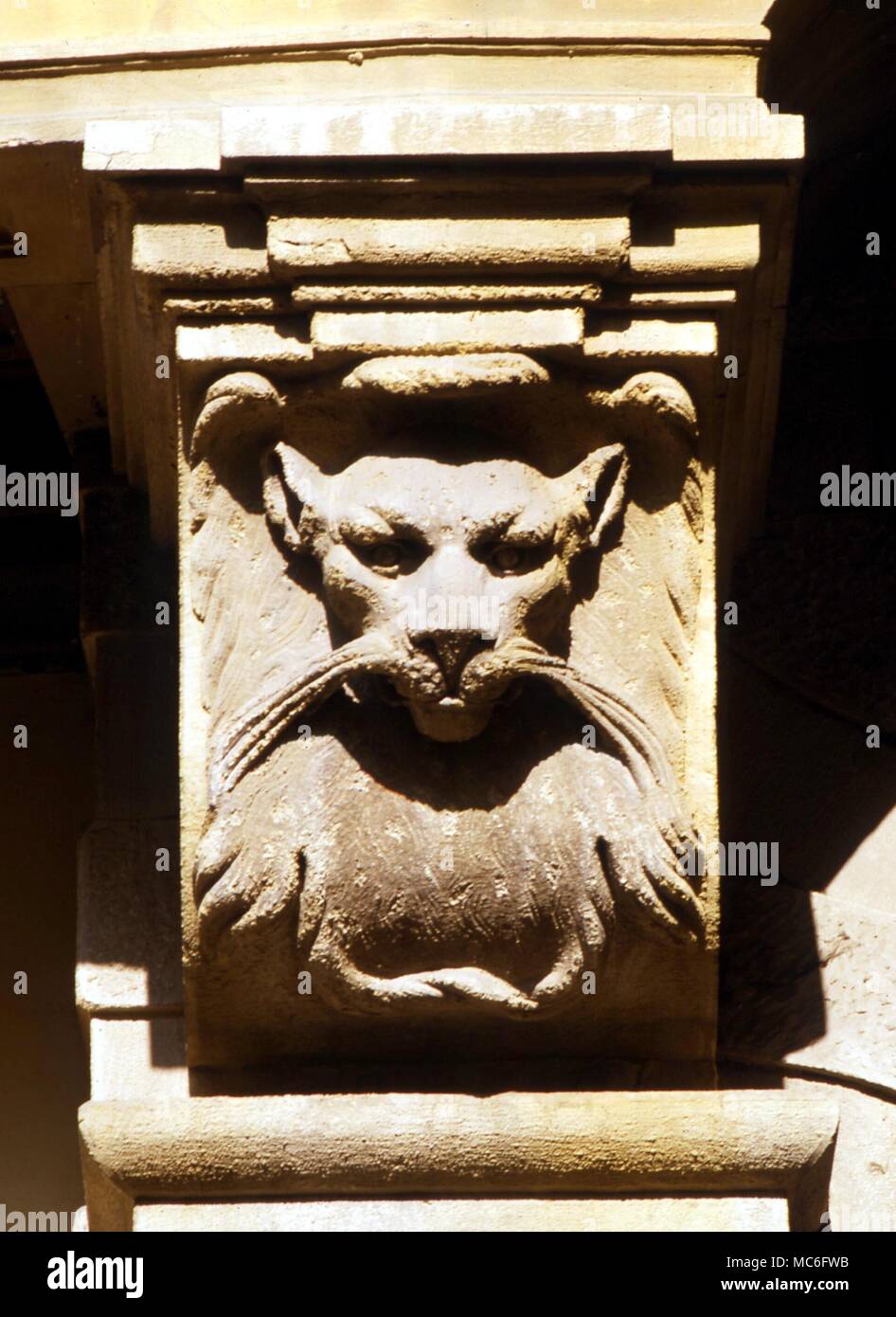 Felina 'guardián' en el portal de una vieja 'Palazzo' a través de Torta, Florencia. Foto de stock