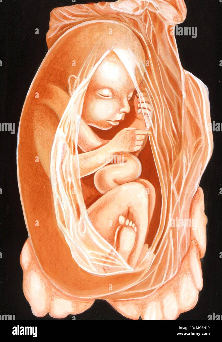 Embrión en el útero: detalle de la ilustración basada en una impresión del siglo XIX. Foto de stock