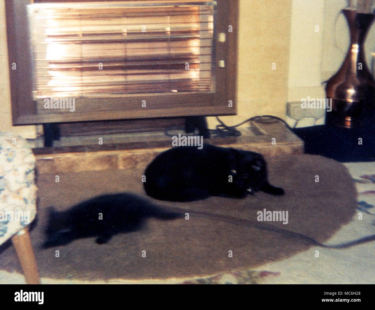 Espíritu de gato. Gato fantasma, capturado en una fotografía, tomada por Alfred Hollidge en 1974. Para más detalles, vea las visiones del ocultismo, Fred Gettings Foto de stock