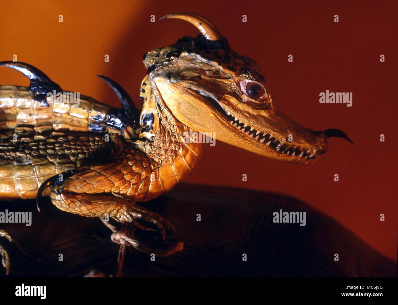 Los dragones. Dragon creado por el taxidermista del siglo XIX, Charles Waterton, principalmente de lagartijas Foto de stock