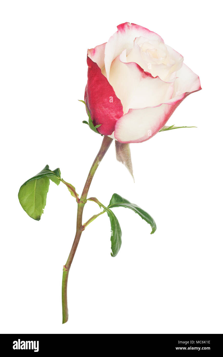 Uno de los pétalos de rosas blancas con bordes rojos, aislado sobre fondo  blanco Fotografía de stock - Alamy