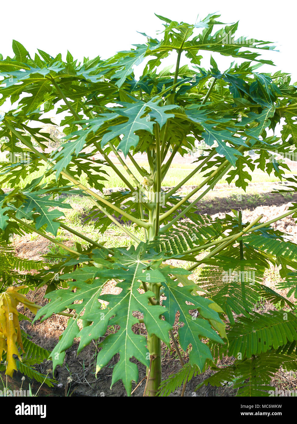 Papaya árbol ,Papaya es una planta herbácea un dicotyledon las hojas tienen una sola hoja Foto de stock