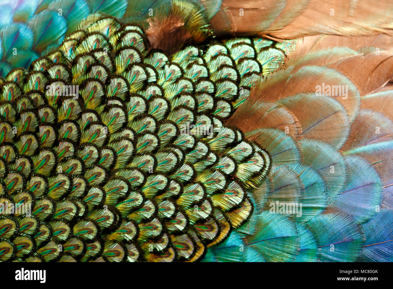 Plumas de manto verde macho / peafowl peacock (Pavo muticus) superficial (DOF) Foto de stock