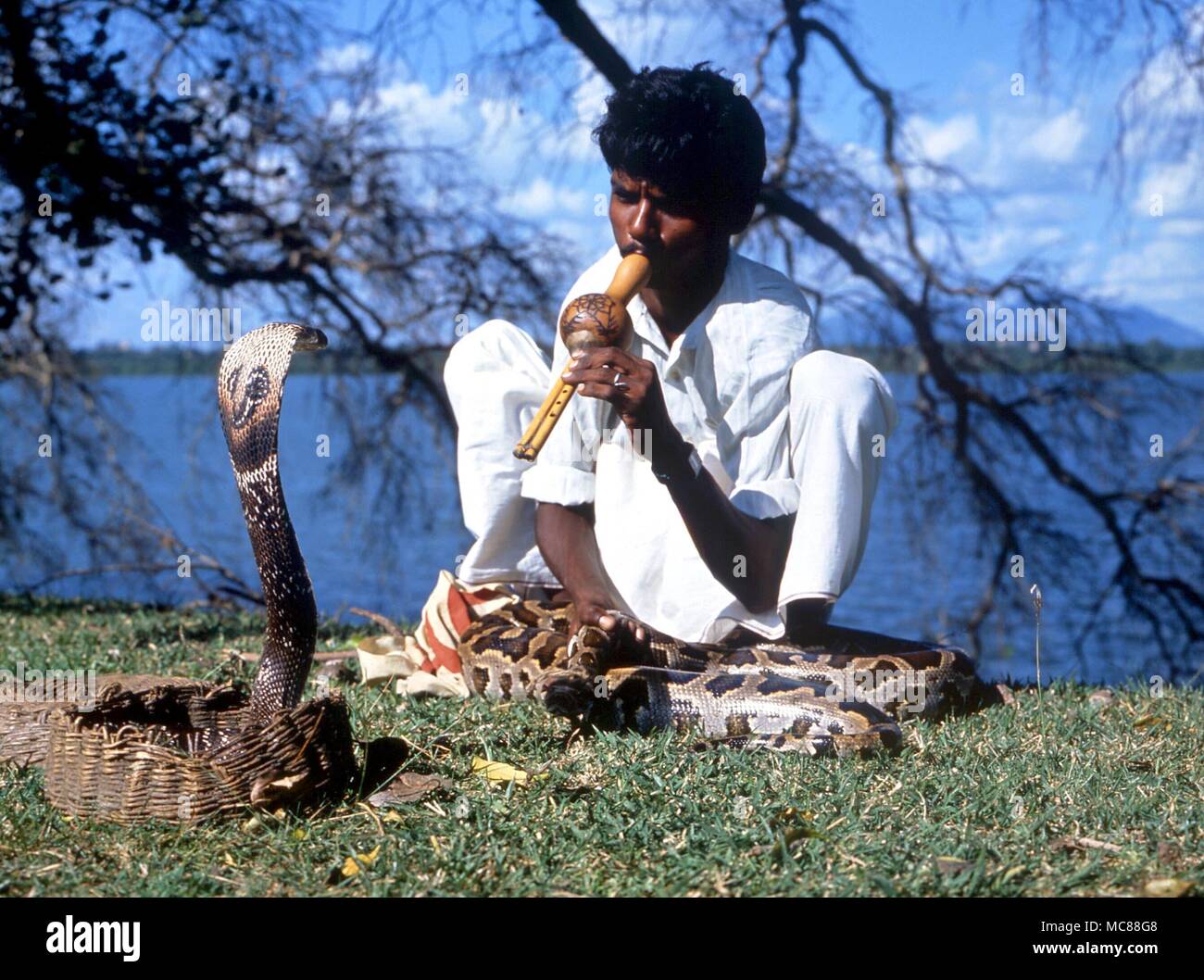 Las dos serpientes son las mascotas del muchacho. Él hace una vida "encantador" para los turistas. Centro de Sri Lanka Foto de stock