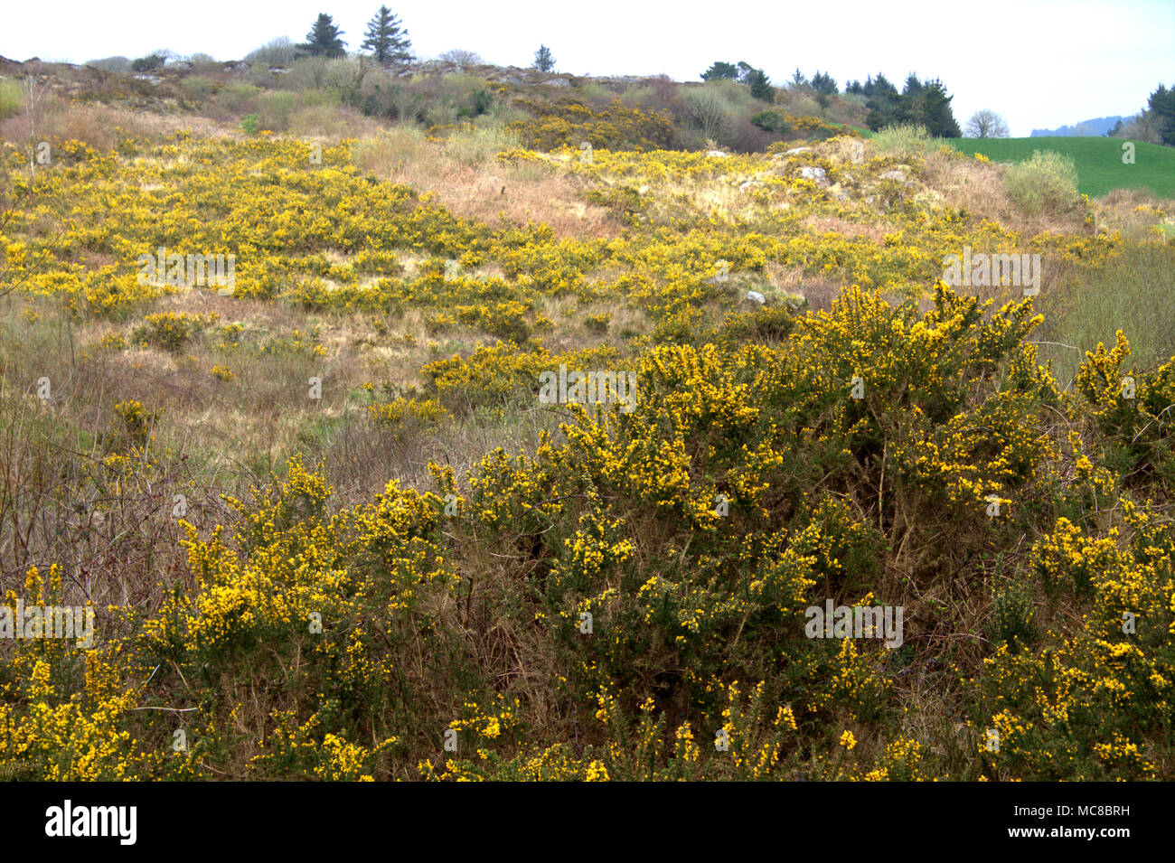 Ulex europaeus, retamas en flor llena de la primavera que cubre una ladera irlandesa en flores de color amarillo brillante. Foto de stock