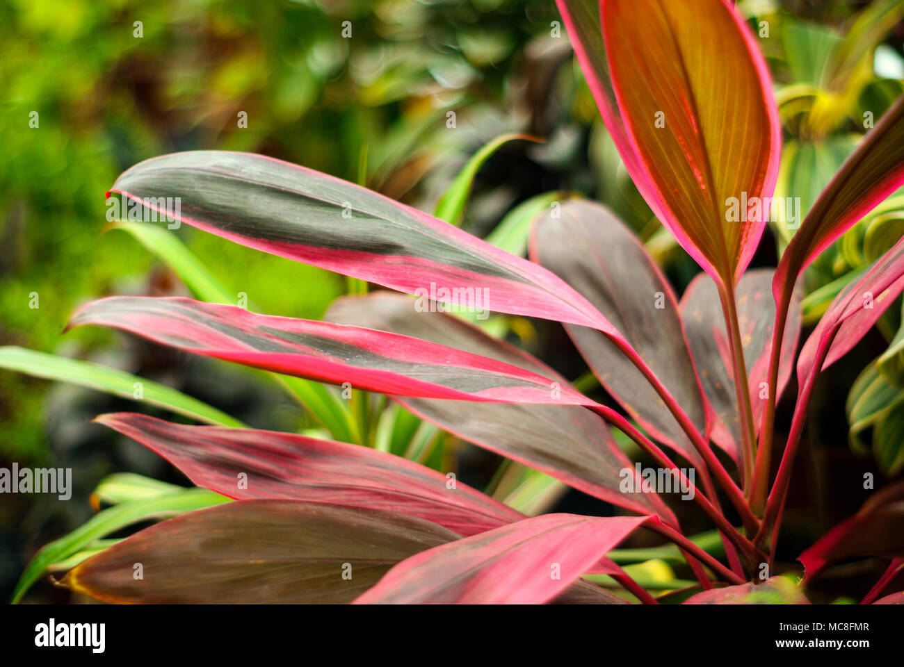 Rojo Cordyline Terminalis closeup hojas verdes sobre un fondo vegetal borrosa Foto de stock