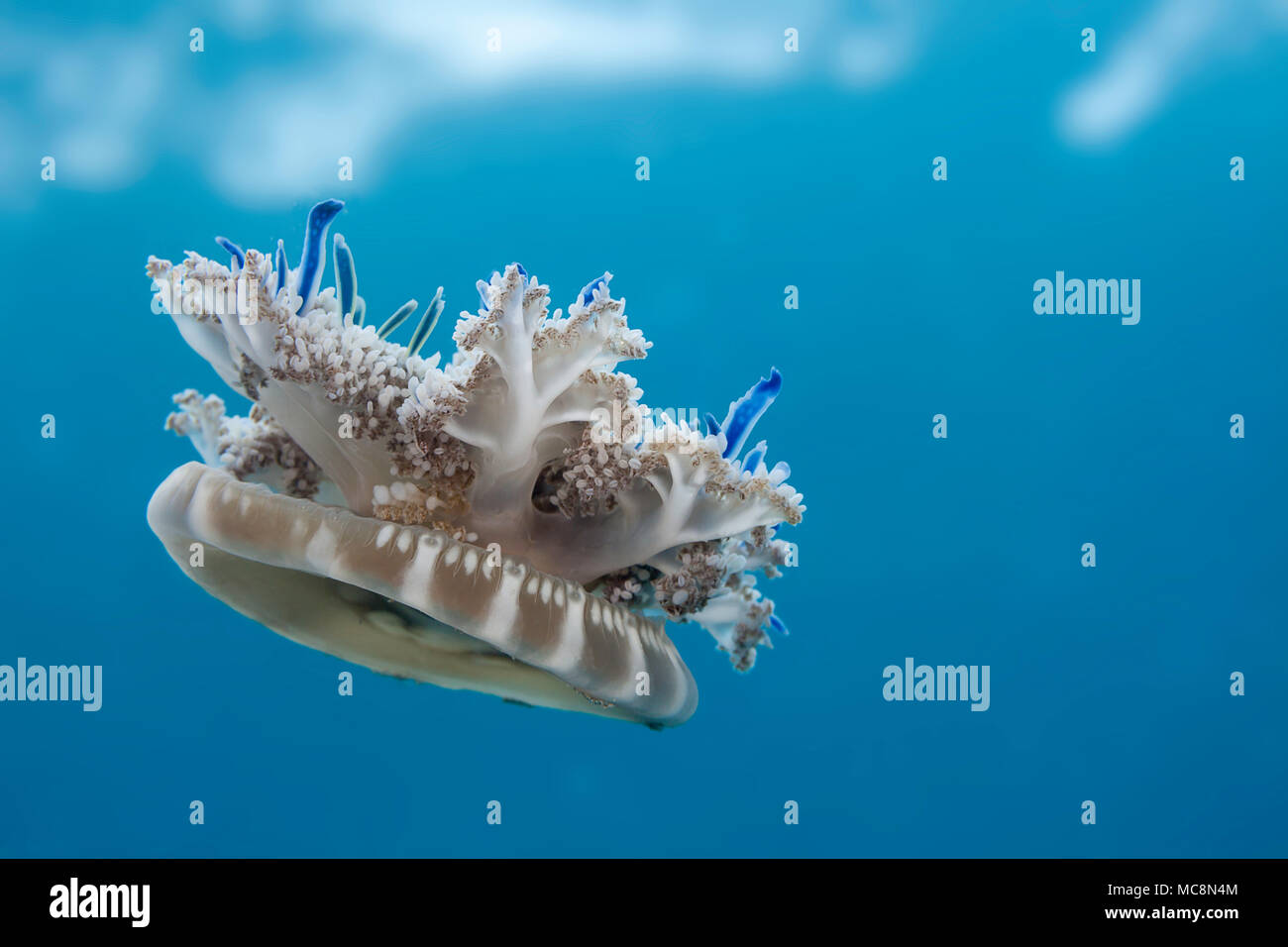 Imitar es pariente cercano las anémonas de mar, medusas, boca abajo Este manglar xamachana Cassiopea, es frecuentemente visto descansando, bell, tentac Foto de stock