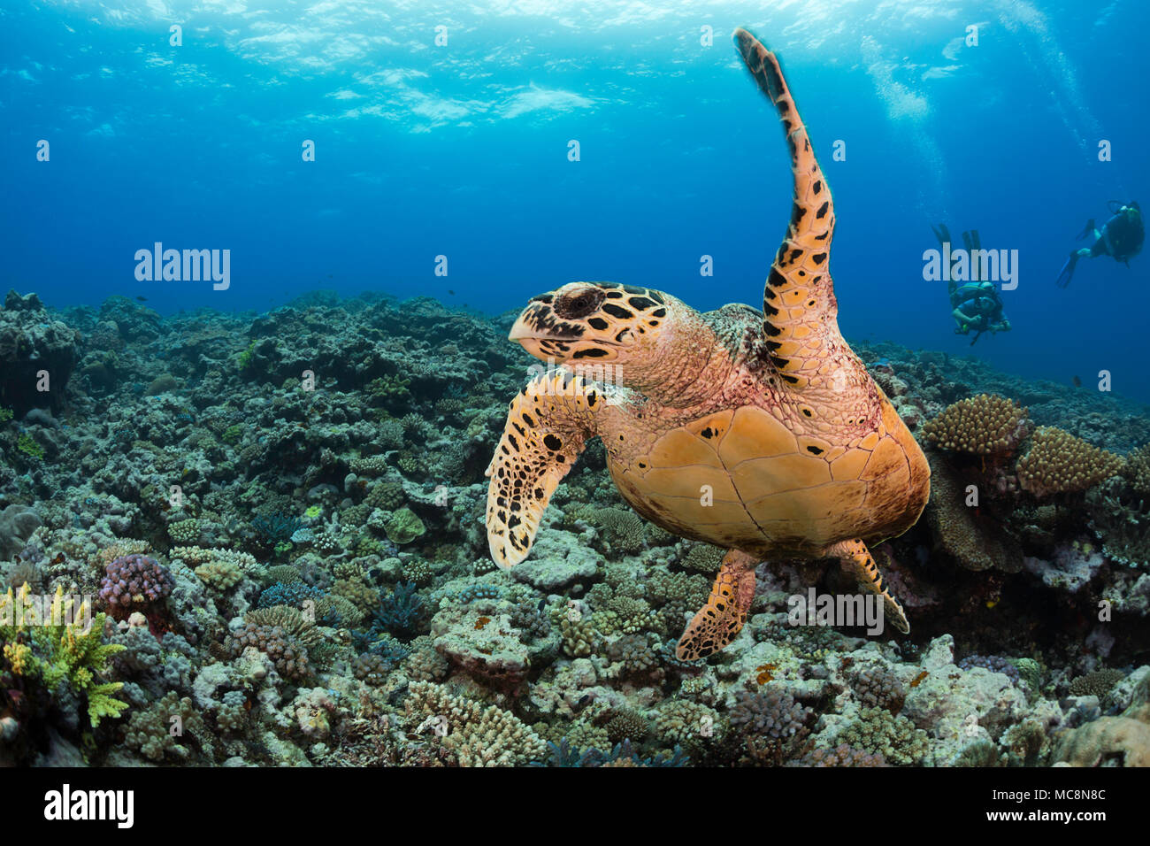 La tortuga carey, Eretmochelys imbricata, Callejón de tortugas en la isla de Kandavu, Fiji. Foto de stock