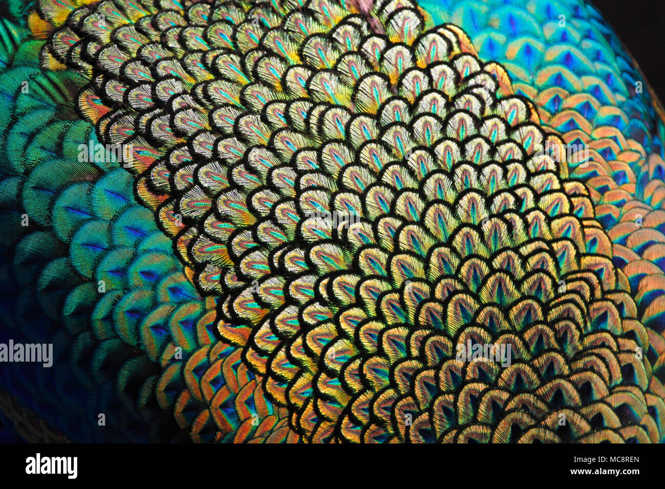 Detalle de plumas de manto verde macho / peafowl peacock (Pavo muticus) superficial (DOF) Foto de stock