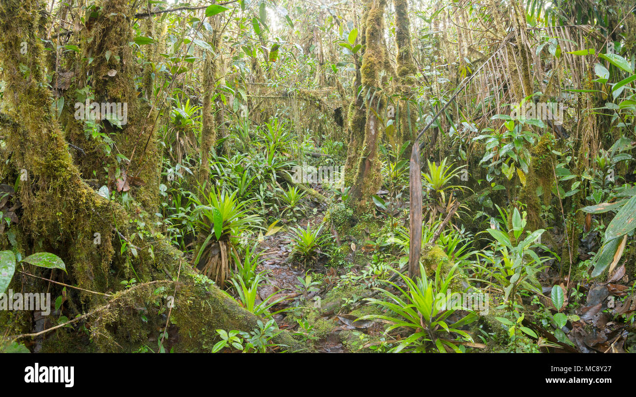 Interior de mossy selva montana con muchas bromelias terrestres. En lo alto de un tepuy (plana) por encima de la montaña de piedra arenisca rematado río Nangaritza Valle en Foto de stock