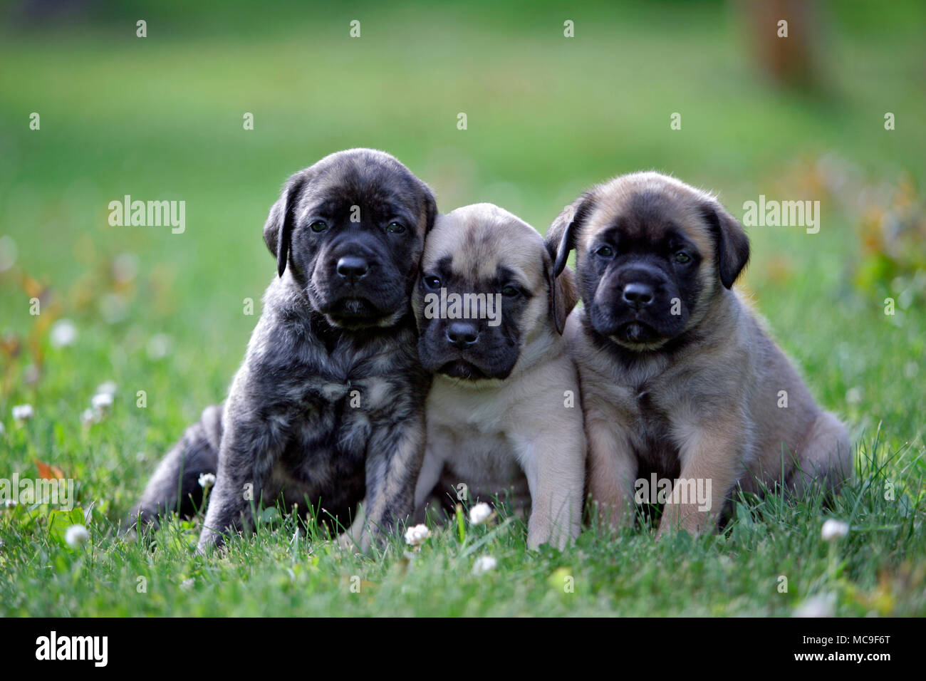 Tres Mastiff cachorros juntos sobre el césped Foto de stock