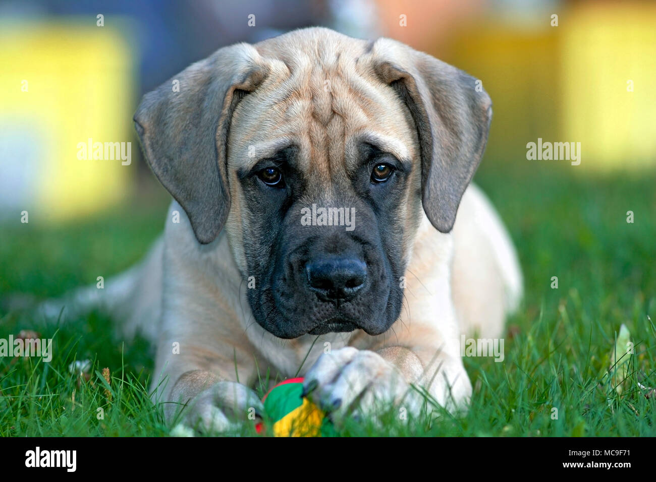 Punta de flecha mostrar Dedicación Mastín Inglés cachorro de pocos meses en la hierba con bola Fotografía de  stock - Alamy