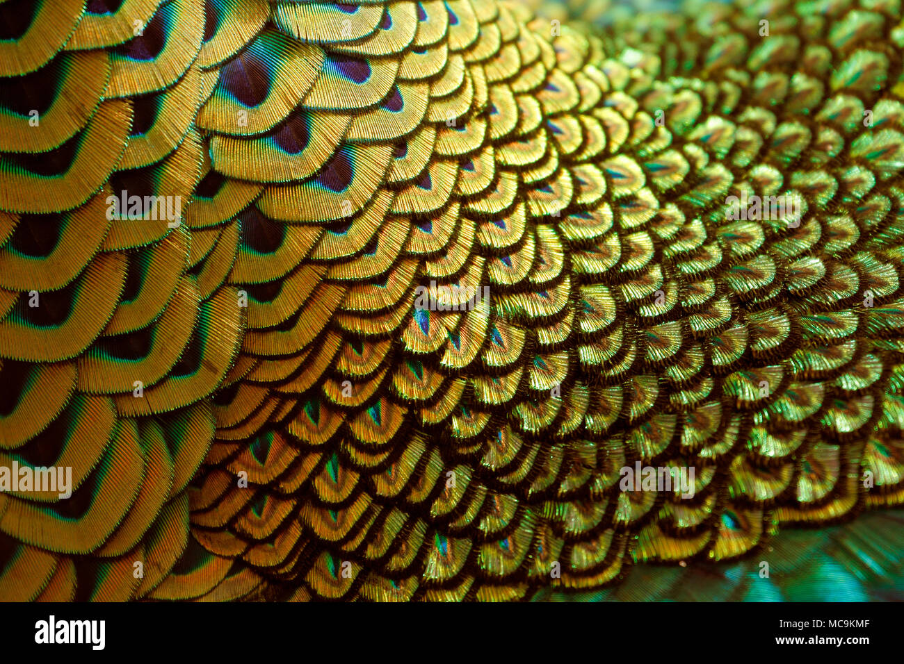 Plumas de cuello de oro verde macho / peafowl peacock (Pavo muticus) superficial (DOF) Foto de stock
