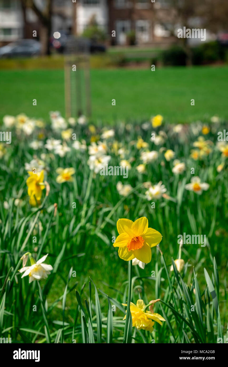 La grada, Reino Unido, 14 de abril de 2018. Llega la primavera en Harrow con un mar de narcisos y flores en un lugar muy soleado Sábado en Alexandra Park como el clima mejore el crédito: Tim Ring/Alamy Live News Foto de stock