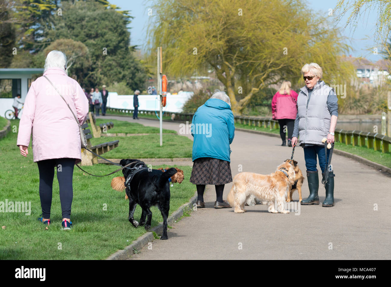 La gente paseando a perros en un parque en una tarde soleada y cálida en un parque en el Reino Unido. Foto de stock