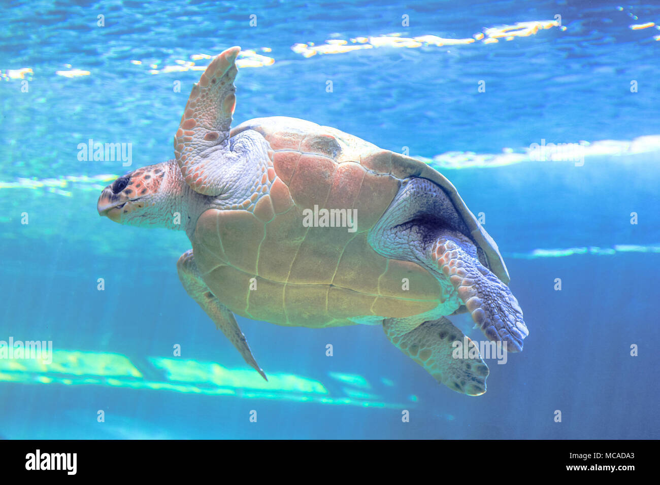 Tortugas marinas verdes en el mar azul de fondo. Chelonia mydas especies que viven en mares tropicales y subtropicales de todo el mundo. Familia Cheloniidae, vista desde abajo. Foto de stock