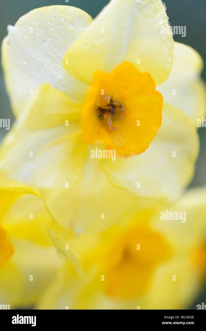 Las flores son hermafroditas fotografías e imágenes de alta resolución - Alamy Las flores son hermafroditas fotografías e imágenes de alta resolución - Alamy