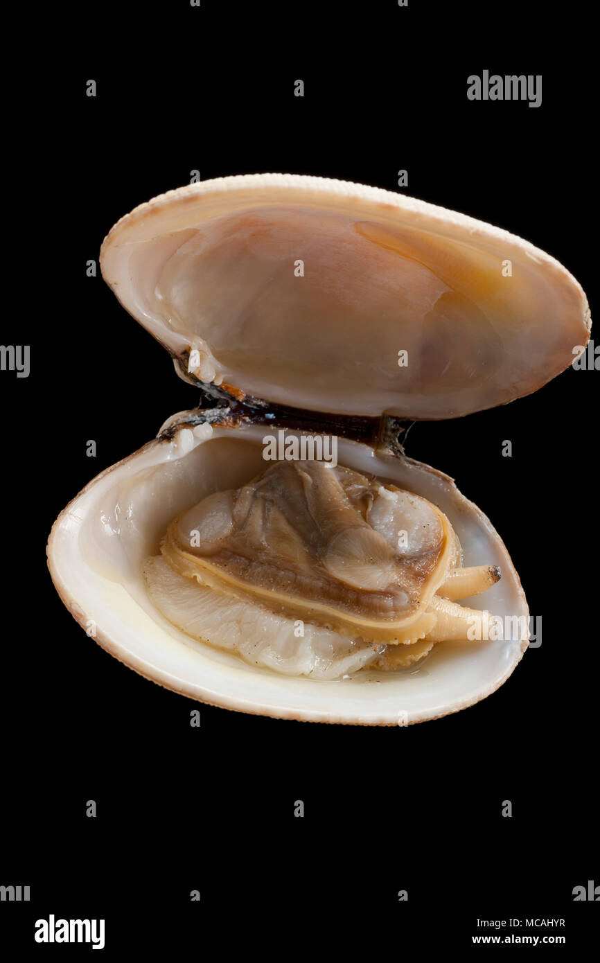 Un carpetshell palourde o ranurado, almeja Ruditapes decussatus, hervidos y cocidos. Este clam estaba reunido cerca de Weymouth en Dorset, Inglaterra. Bac negro Foto de stock