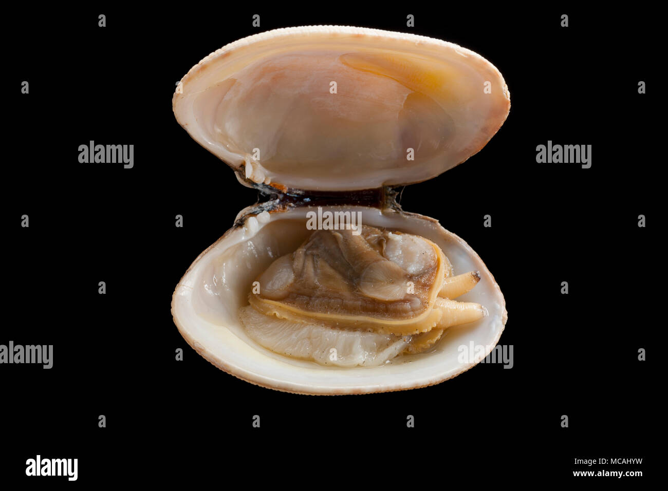 Un carpetshell palourde o ranurado, almeja Ruditapes decussatus, hervidos y cocidos. Este clam estaba reunido cerca de Weymouth en Dorset, Inglaterra. Bac negro Foto de stock