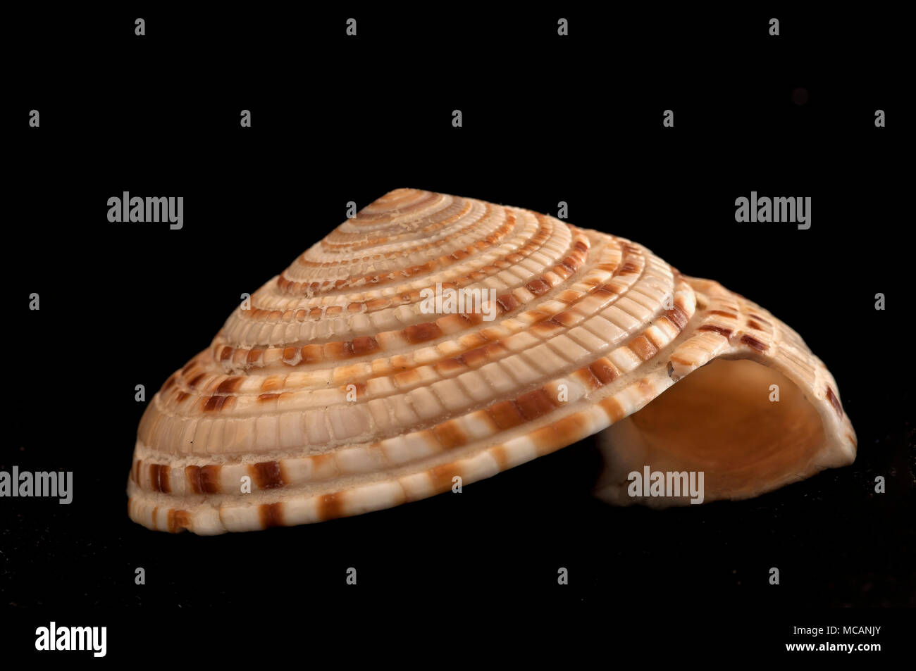 Architectonica seashell sundial gigante (maxima). Colección de malacología. España. Europa. Foto de stock