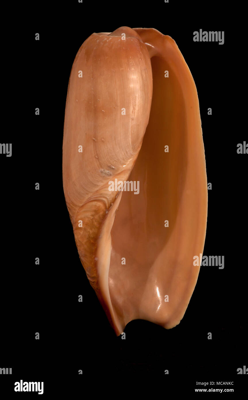 Concha de Falso elefante hocico del difusor (Cymbium cymbium), colección de malacología, España, Europa Foto de stock