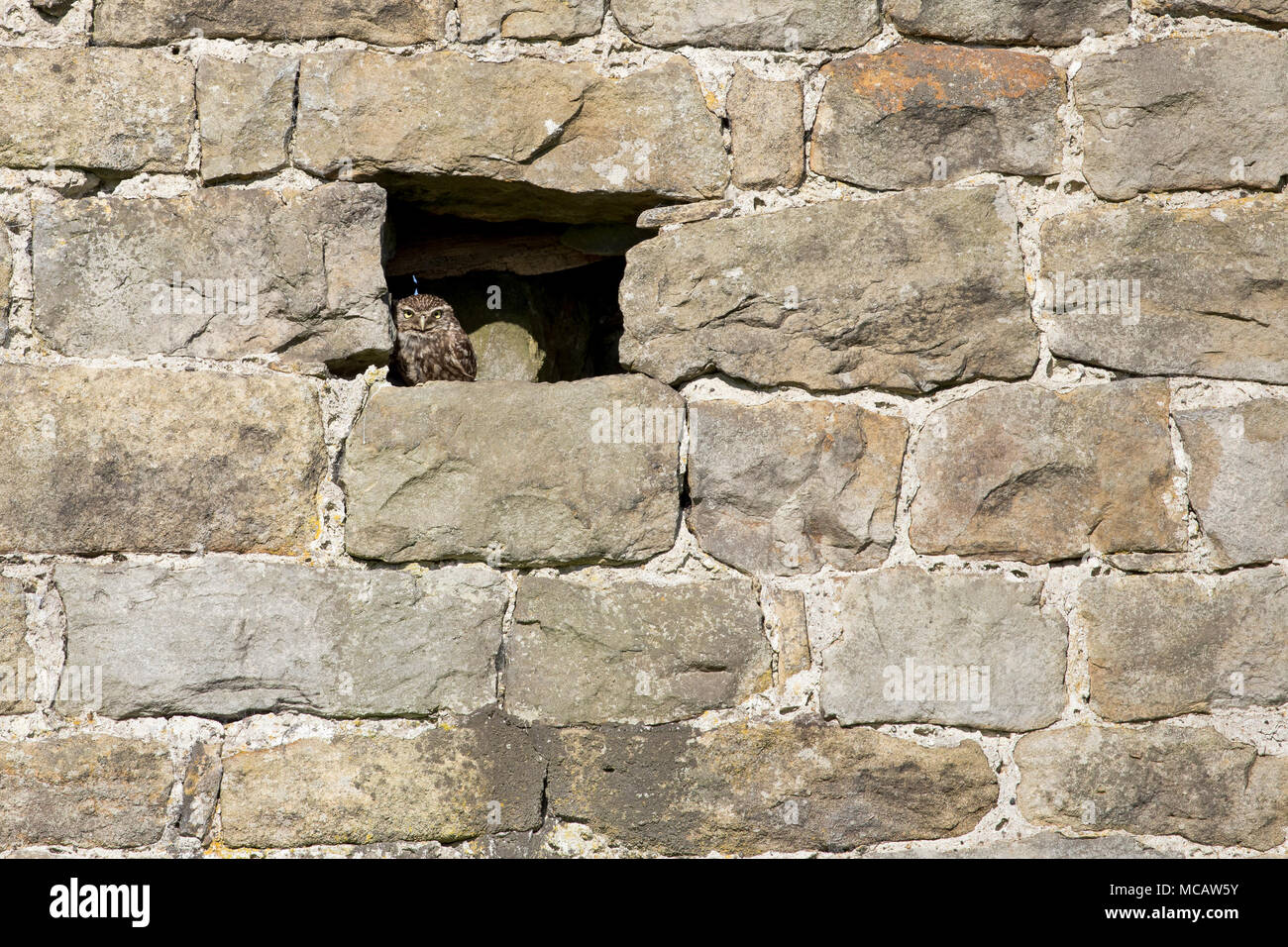 Un pequeño búho se posa en la ventana de un antiguo granero de ladrillo. Foto de stock