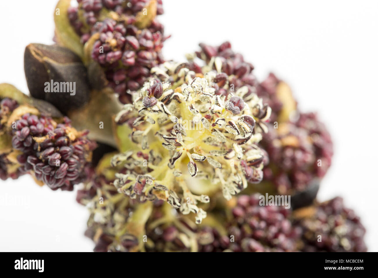 Las flores del árbol fresno Fraxinus excelsior el 15 de abril de 2018, Dorset, Inglaterra. Como dice el viejo refrán ceniza antes de roble, en remojo antes de Roble, Fresno, en f Foto de stock