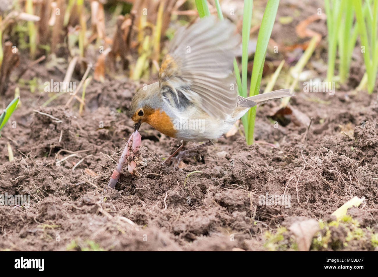 Petirrojo Erithacus rubecula tirando de un gusano que ha sido descubierto por un jardinero Foto de stock