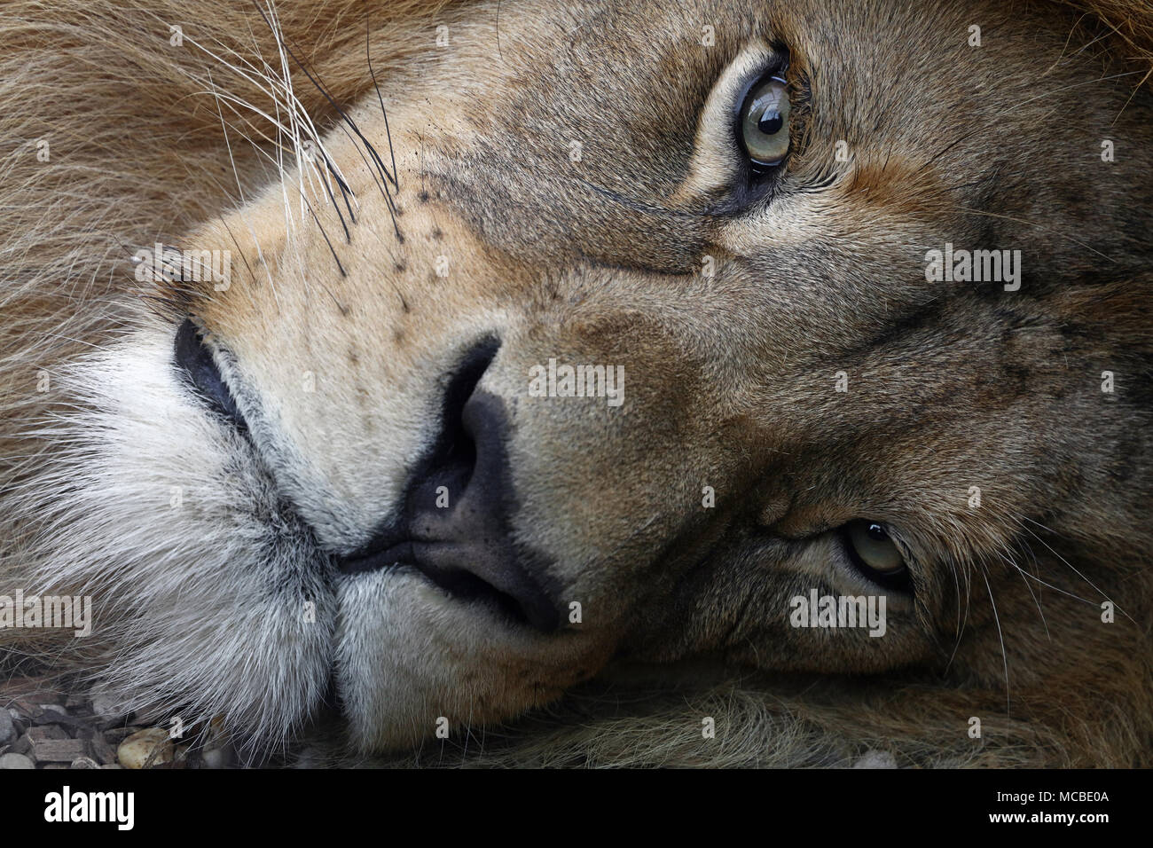 Máximo acercamiento retrato de león africano macho lindo con hermosas crines, sentando apoyada en el suelo y mirando a la cámara, el ángulo de visión baja Foto de stock
