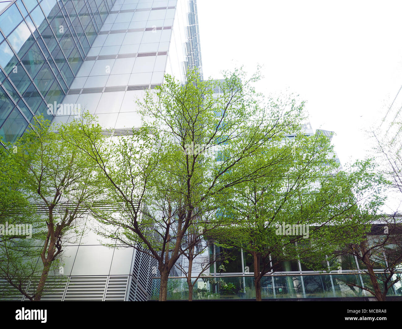 Árbol verde en contra de la construcción de la ciudad moderna Foto de stock