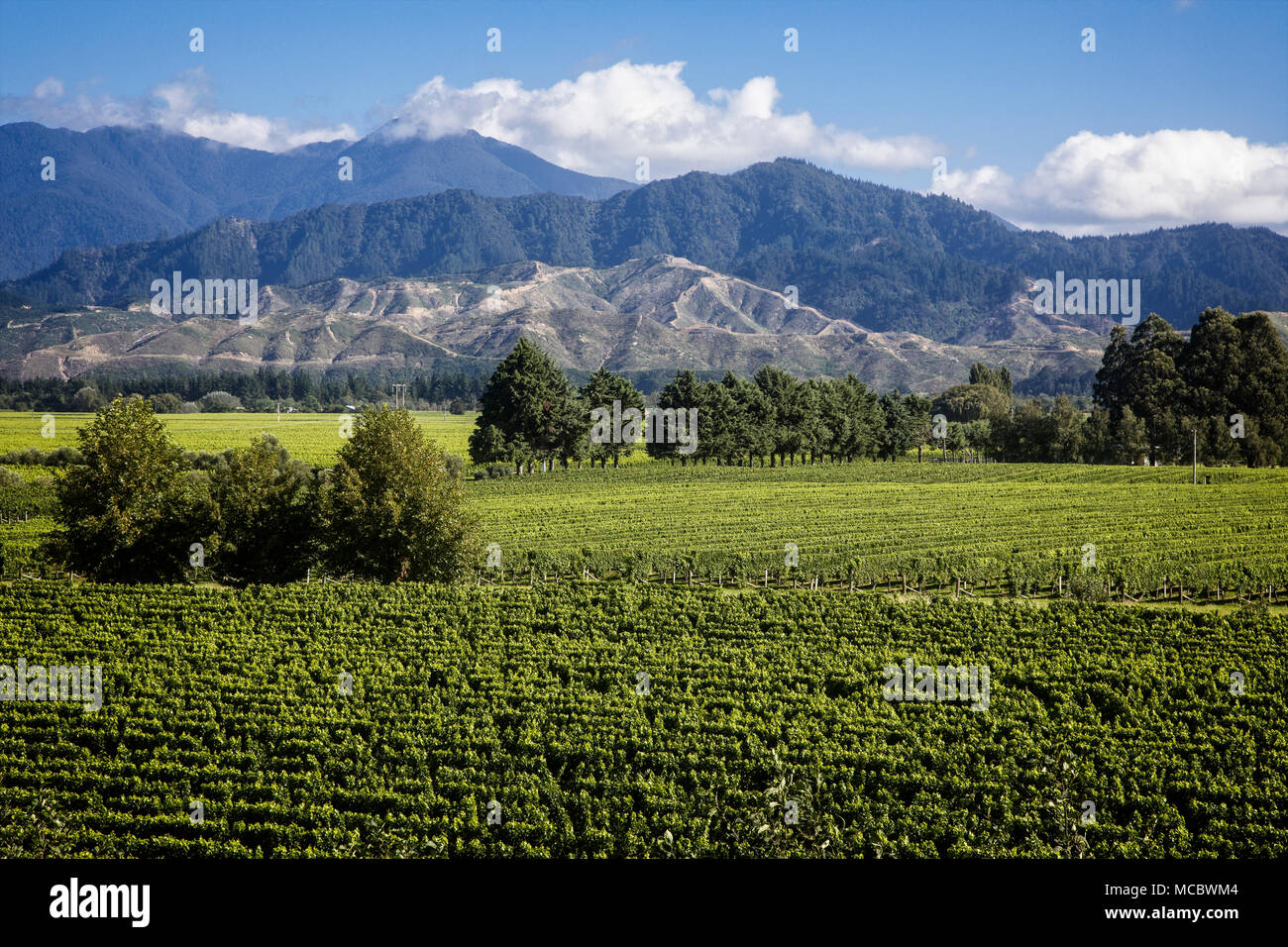 Los viñedos cubren una amplia zona de la región de Marlborough cerca Blenhiem, Isla del Sur, Nueva Zelanda. Foto de stock