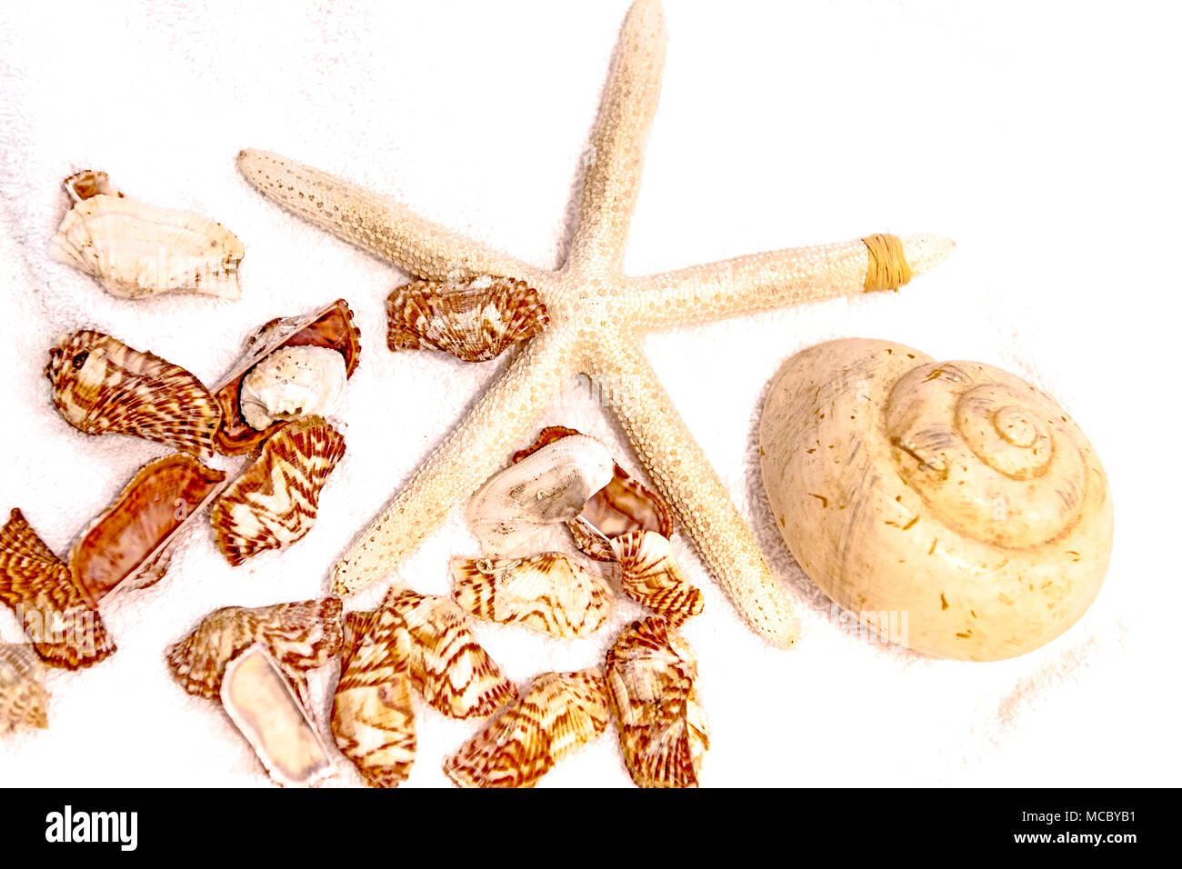 Muschelschalen und Seestern, berberechos y starfish Foto de stock