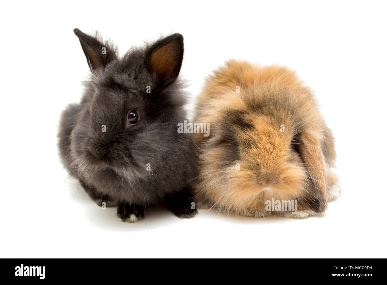 Dos pequeños conejos aislado en blanco. Foto de stock