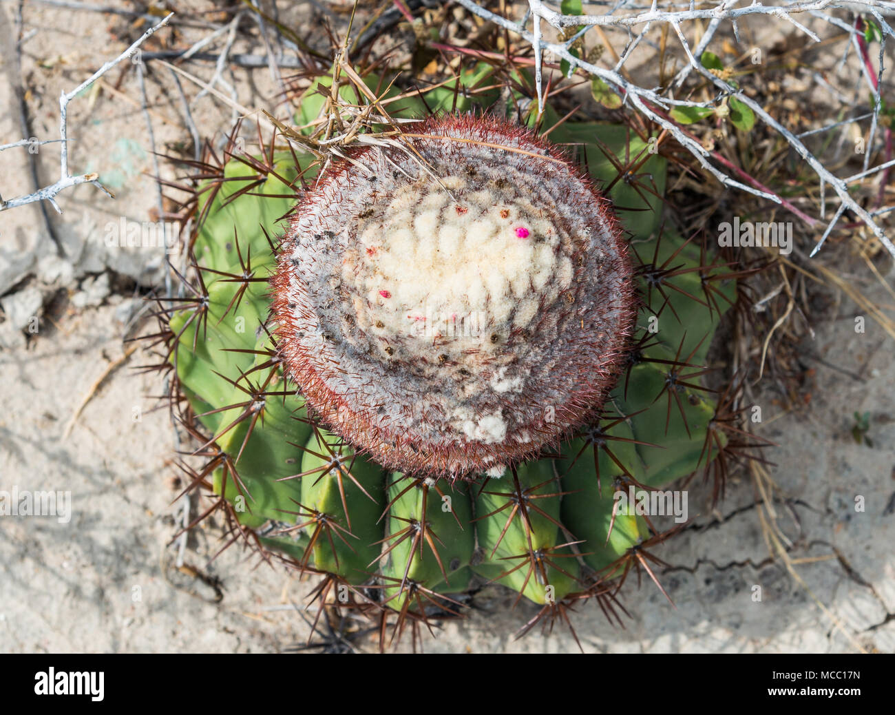 Nuevo crecimiento de una esfera cuctus en zonas áridas al norte. Colombia, Sur América. Foto de stock