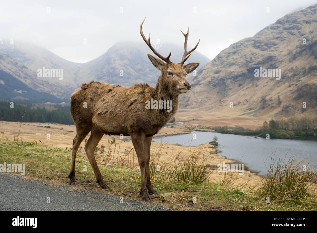 Ciervo ciervo en la carretera en Glen Etive, Escocia Foto de stock