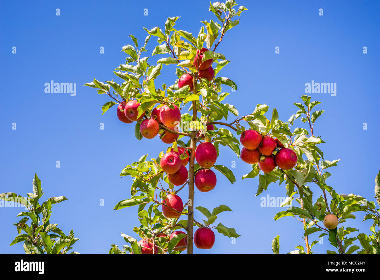Fruto ladden manzanos poco antes de la cosecha en los huertos, Nashdale Thornbrooks cerca de Orange, en la zona centro-oeste de Nueva Gales del Sur, Australia Foto de stock