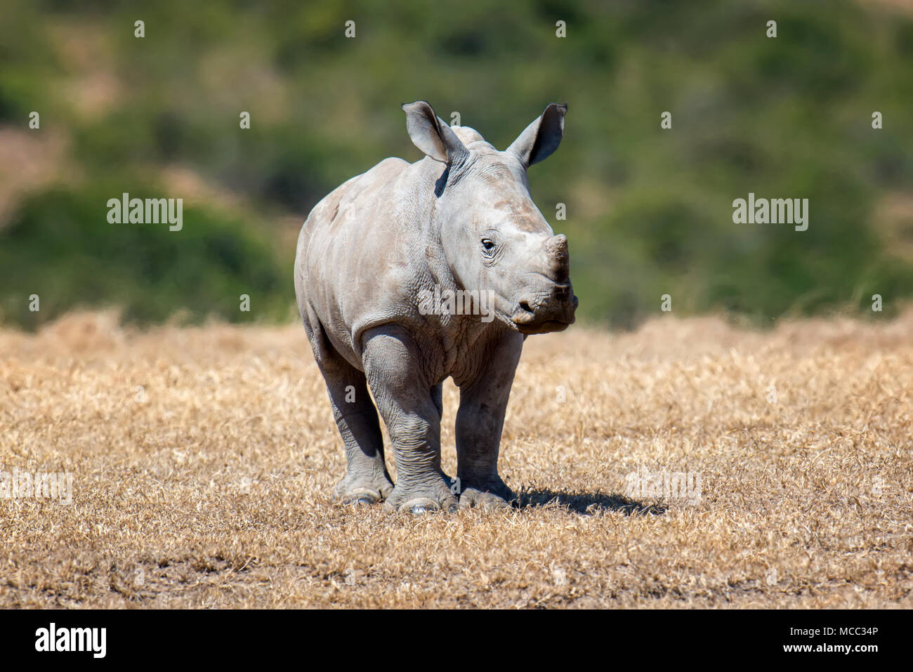 El rinoceronte blanco africano, parque nacional de Kenya Foto de stock