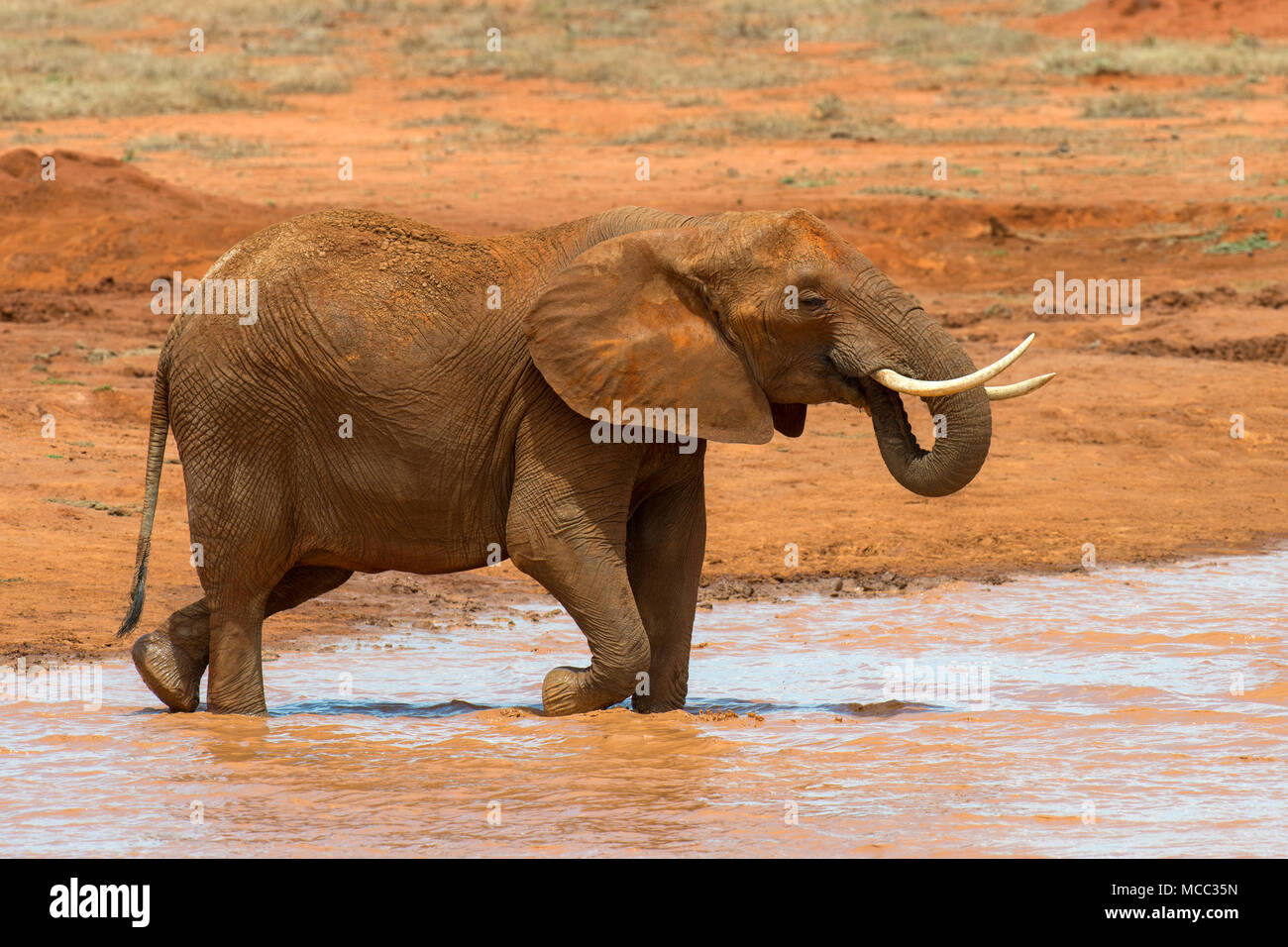 Elefante en el agua. Parque Nacional de Kenya, Africa. Foto de stock